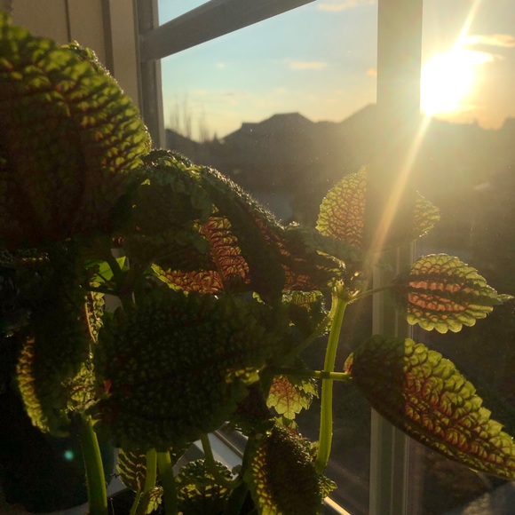 Meet your Posher, Chelsea - Picture 1 of 1